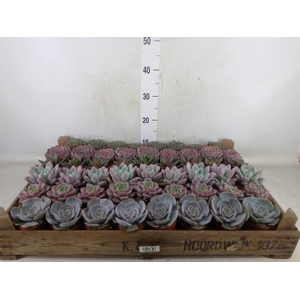 Echeveria   ...