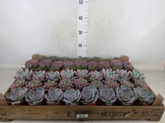 <h4>Echeveria   ...</h4>