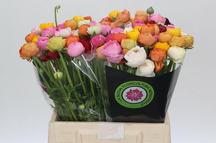 <h4>Ranunculus Elegance Rainbow</h4>