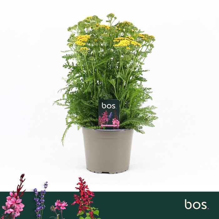 <h4>Achillea Millefolium Milly Rock Yellow</h4>