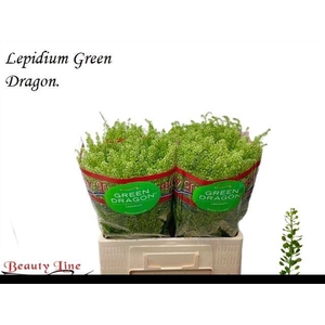 LEP VI GREEN DRAGON