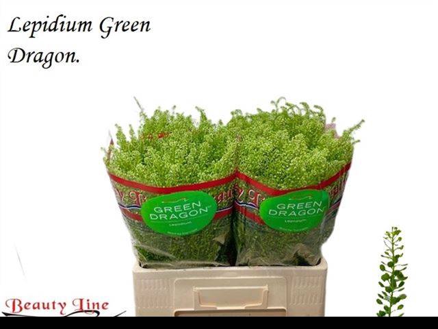 <h4>LEP VI GREEN DRAGON</h4>