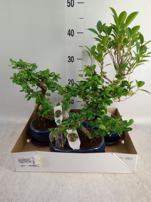 <h4>Bonsai   ...mix</h4>