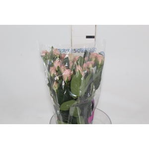 ROSA SPRAY PINK IRISCHKA 050 CM
