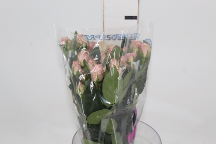<h4>ROSA SPRAY PINK IRISCHKA 050 CM</h4>