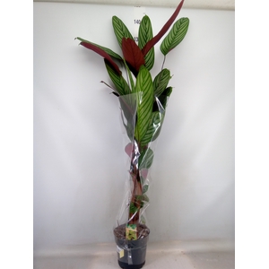 Ctenanthe oppenheimiana