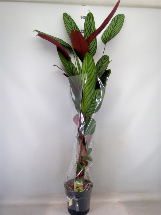 <h4>Ctenanthe oppenheimiana</h4>