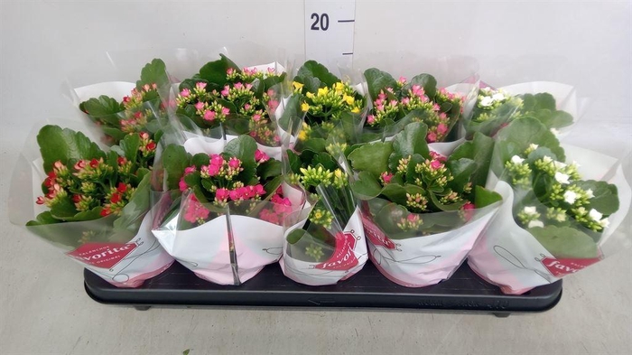 <h4>Kalanchoe blos.   ..mix 5</h4>