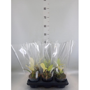 Philodendron  'Florida Ghost'