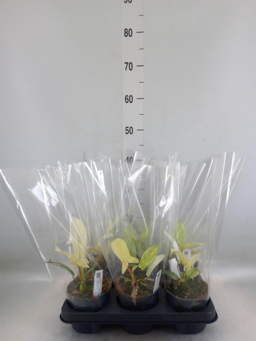 <h4>Philodendron  'Florida Ghost'</h4>