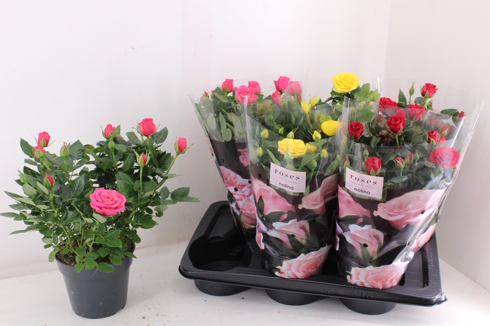 <h4>RO PALACE GEM 3 SRT</h4>