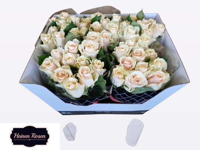 <h4>R GR TALEA+</h4>