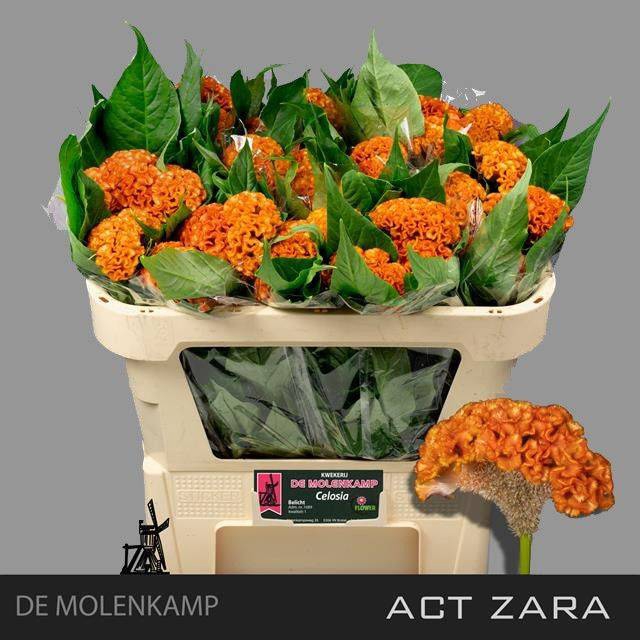 <h4>Cel C Act Zara</h4>