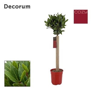 Laurus nobilis Bol op stam