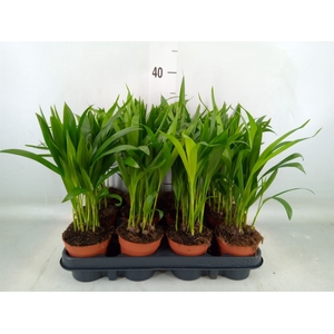 Dypsis lutescens   ...Chrysalidoca