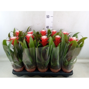 Guzmania  'Hope'