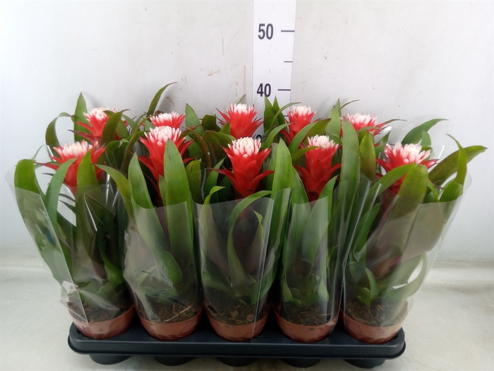 <h4>Guzmania  'Hope'</h4>