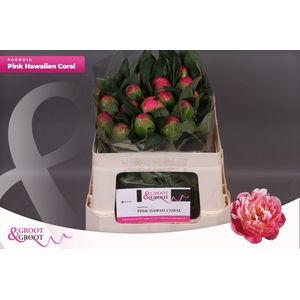 Paeonia Pink Hawaiian Coral | Heavy Quality