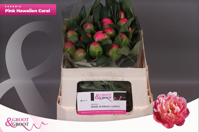 <h4>Paeonia Pink Hawaiian Coral | Heavy Quality</h4>