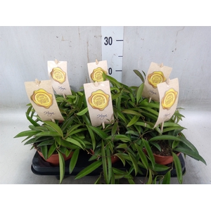 Hoya wayetii