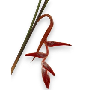 Heliconia She Kong Large