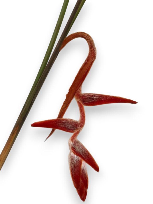 <h4>Heliconia She Kong Large</h4>