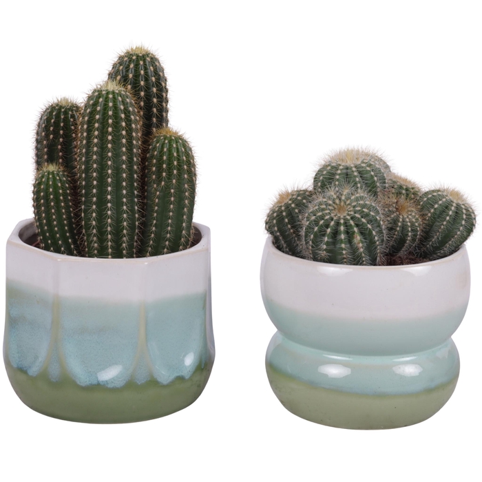 <h4>Cactus mix Ø12cm in Ø15cm Ceramic FB675</h4>