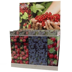 Vaccinium mix P9 - Patioplant