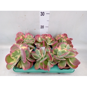 Kalanchoe NF thyrsiflora