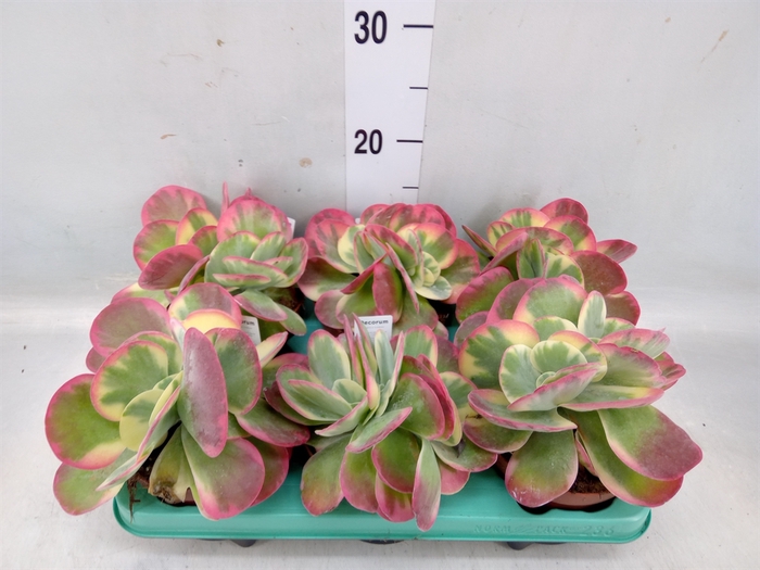 <h4>Kalanchoe NF thyrsiflora</h4>