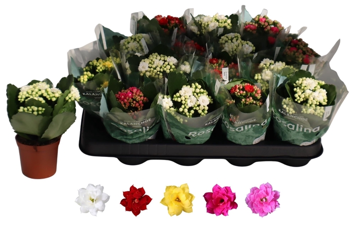 <h4>KAL GE RO GEM 5 KL</h4>