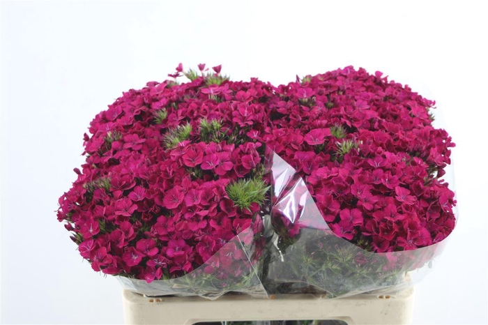 <h4>Di Barb Amazon Neon Cherry</h4>