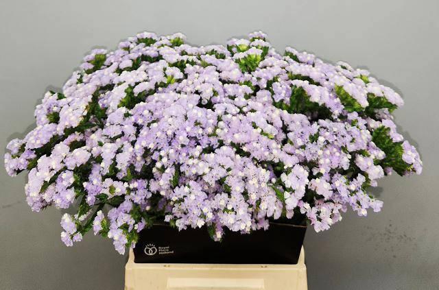 <h4>LIM S DONAU BIRDS</h4>