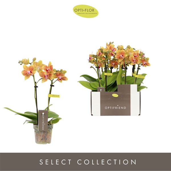 <h4>Phalaenopsis Multifloratypes overig oranje</h4>