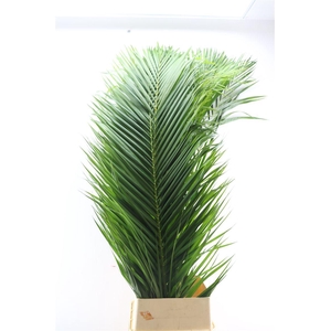Cane Palm Extra