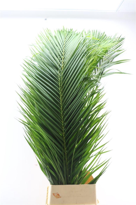 <h4>Cane Palm Extra</h4>
