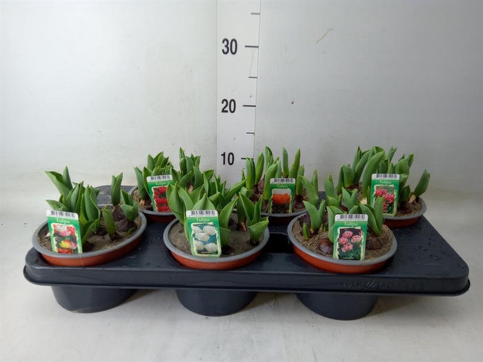 <h4>Tulipa DU ...mix</h4>