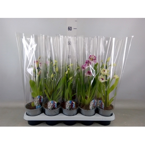 Miltoniopsis   ...