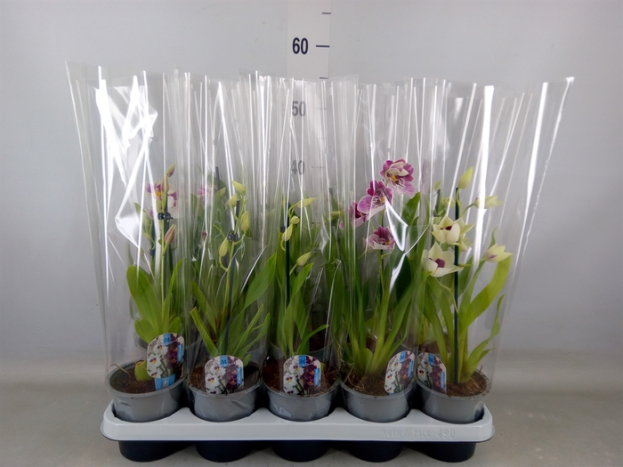 <h4>Miltoniopsis   ...</h4>