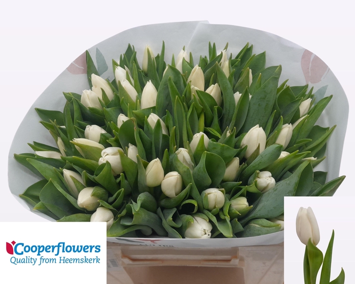 <h4>TU EN UPDATE</h4>