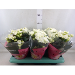 Begonia elat. DU 'Move2Joy White'