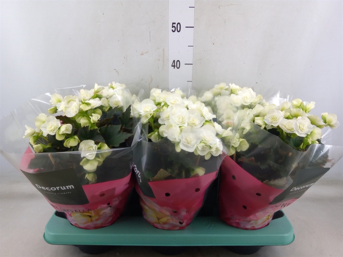 <h4>Begonia elat. DU 'Move2Joy White'</h4>