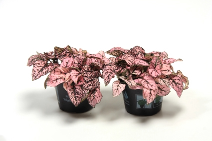 <h4>HYPOESTES PHYLLOSTACHYA P11 PINK</h4>