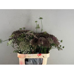Daucus Carota Dara