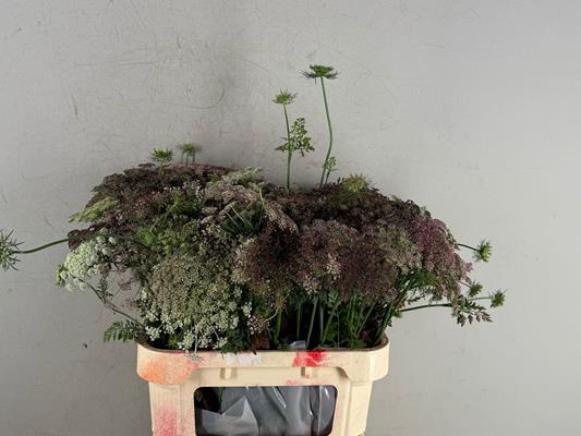 <h4>Daucus Carota Dara</h4>