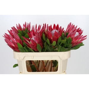 Protea Cynaroides Madiba