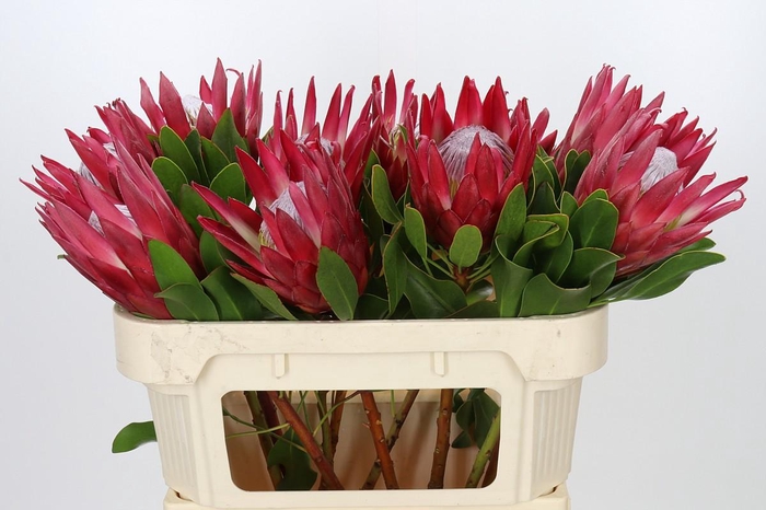 <h4>Protea Cynaroides Madiba</h4>