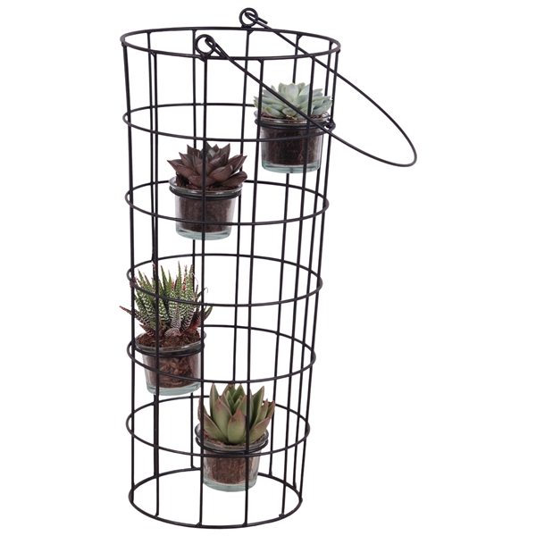 <h4>Succulents Metal Wirebasket With Glass 18cm 4pp</h4>