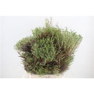 EUPH SPINOZA MEDIUM 400GR P BUNCH