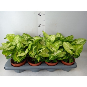 Syngonium  'White Butterfly'